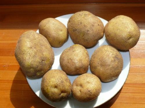 Сорт картофеля винета. Характеристика и описание сорта