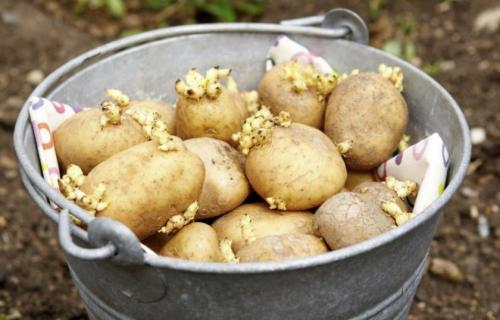 Картофельный сорт удача. Картофель Удача: описание и особенности выращивания сорта