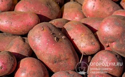 Картофель беллароза форум. Характеристики клубней