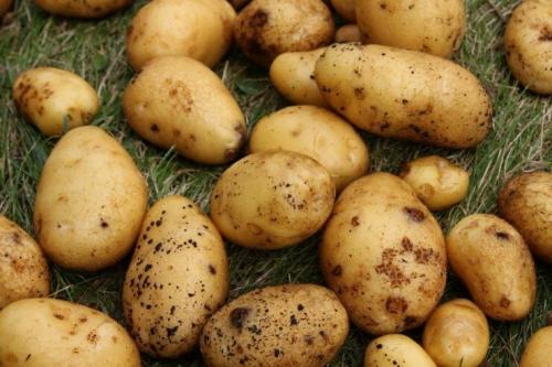 Районированные сорта картофеля. Ранние сорта картофеля