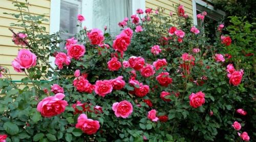 Розы сорта крупноцветковые. Сорта роз: описание и советы по выбору