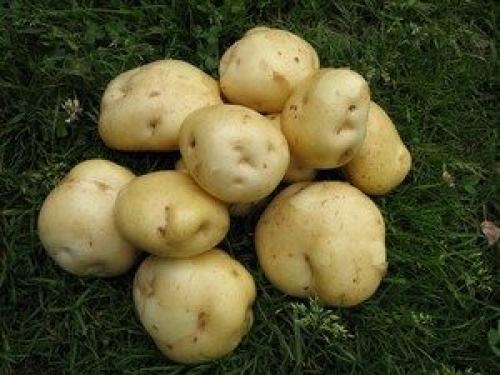 Лучшие сорта картофеля для Подмосковья