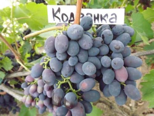 Кодрянка сорт винограда. Описание сорта молдавского винограда Кодрянка