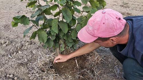 Фундук выращивание и уход. Как посадить лесной орех