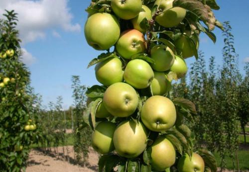 Посадка яблони осенью в томской области. Как посадить колоновидную яблоню в Сибири: технология и схема посадки