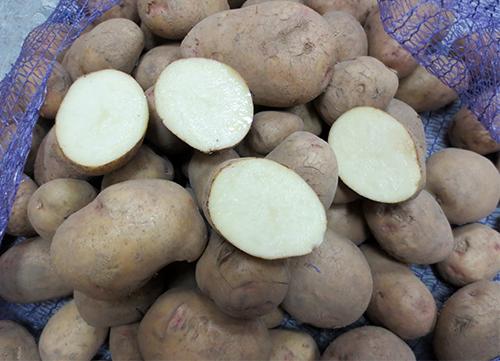 Картофель Аврора характеристика. Сорт картофеля Аврора