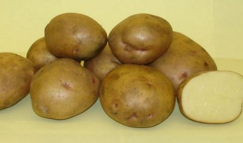 Жуковский сорт картофеля характеристика. Описание и характеристика сорта