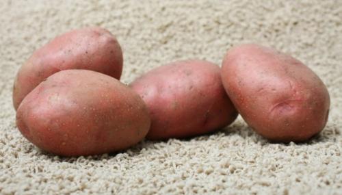 Сорт картошка розара. Описание и характеристика сорта
