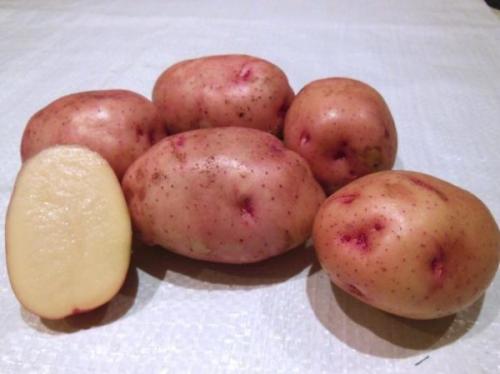 Картошка Жуковский сорт. Описание картофеля Жуковский ранний