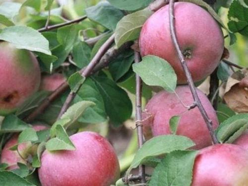 Яблоня жигулевская красавица. Описание и характеристика сорта яблони Жигулевское