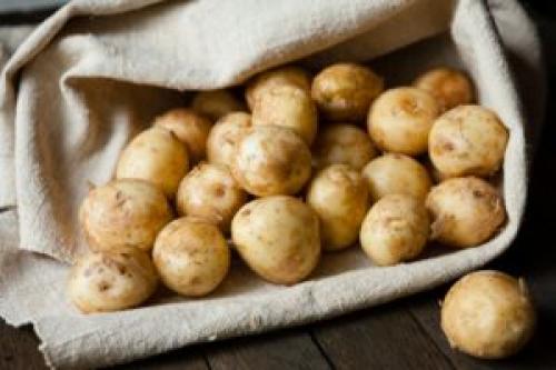 Сорт Удача характеристика картофеля. Характеристика сорта картофеля Удача