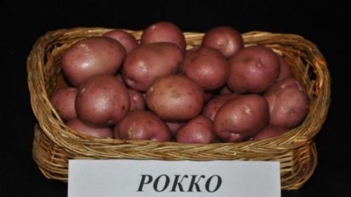Описание картофеля сорта рокко. Высокоурожайный сорт картофеля «Роко», идеально подходящий для варки и запекания