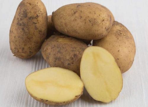 Гала картофель характеристика. Сорт картофеля Гала: сроки созревания и характеристика