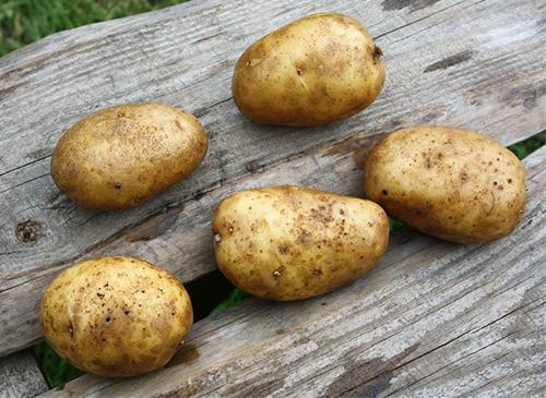 Картофель сорта Удача. Сорт картофеля Удача