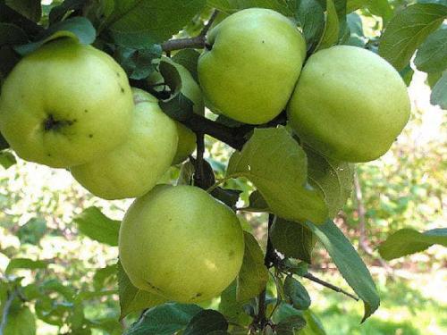 Яблоня жигулевская красавица. Описание и характеристика сорта яблони Жигулевское
