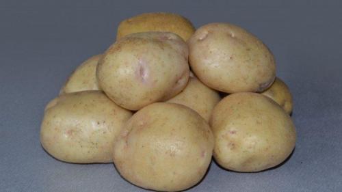 Картофель невский. Невероятное сочетание неприхотливости и урожайности сорта картофеля «Невский»