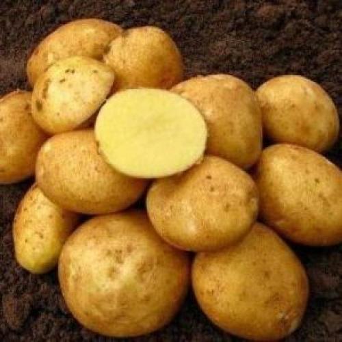 Картошка сорт Винета вкусовые. «Винета» — самый популярный и высокоурожайный сорт картофеля среди огородников-любителей