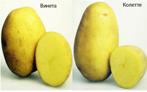 Лимонка картофель. Картофель лимонка — описание сорта, характеристика, посадка и уход с фото