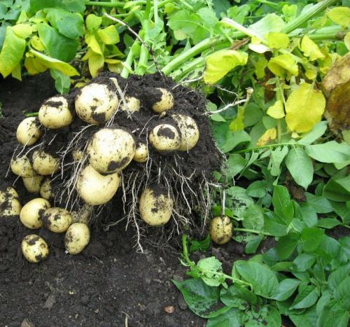 Картофель Гала описание. Сорт картофеля Гала — основные характеристики
