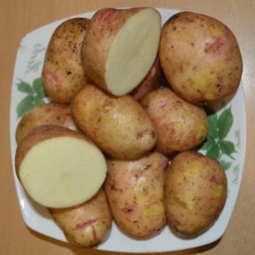 Картофель сорта аврора. Что это за сорт картофеля