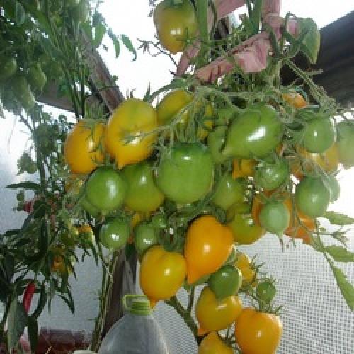 Помидор сорт Чудо света. Обзор сортов томатов от коллекционера на видео