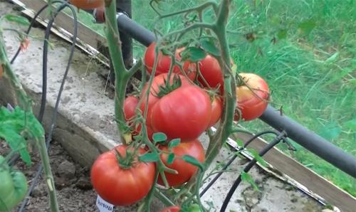 Сорт помидор Чудо земли характеристика и описание. Очень вкусный сорт томатов – “Чудо земли”
