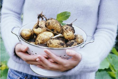 Сорт картофеля беллароза характеристика. Описание сорта, его происхождение и особенности роста