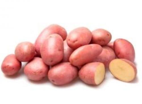 Беллароза семенной картофель. Корнеплод