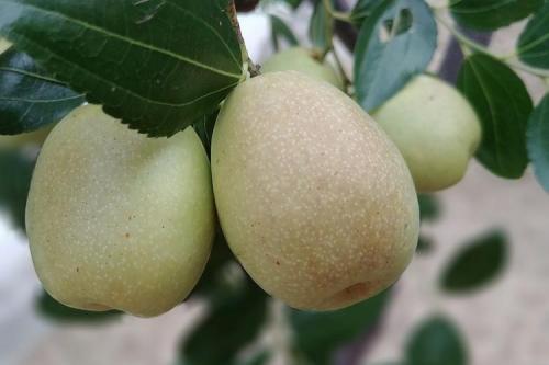 Чем полезны плоды унаби. Крымский зизифус — общие полезные свойства