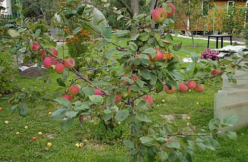 Конфетное яблоня дерево. Сладкий август в вашем саду: яблоня сорта «Конфетное»
