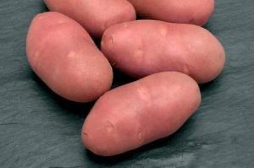 Розара картофель характеристика. Выращивание и уход