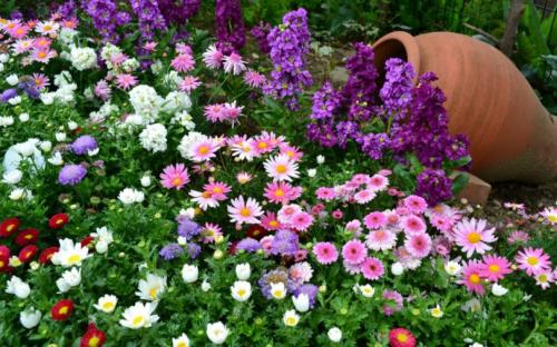 Цветы открытого грунта. Лучшие однолетние цветы — неприхотливо односезонные цветы украшают ваш сад весь теплый сезон