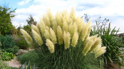 Пампасная трава кортадерия. Пампасная трава: особенности посадки и выращивания