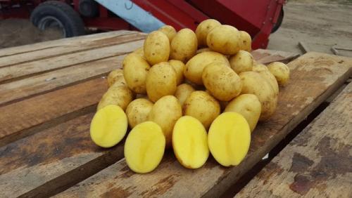 Характеристики картофеля гала. Характеристика картофеля