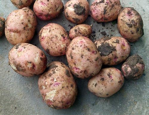 Жуковский ранний картофель характеристика. Сорт картофеля Жуковский (Жуковский ранний)