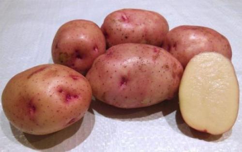 Ранний картофель на семена. Лучшие скороспелые сорта