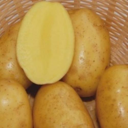 Сорта картофеля Вега. Раннеспелый столовый сорт картофеля Вега