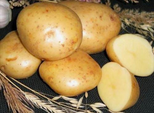 Семена картофеля Гала. Описание сорта картофеля Гала