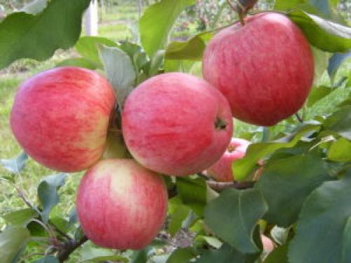 Сорт яблок штрифель описание. Высокоурожайная яблоня Штрейфлинг