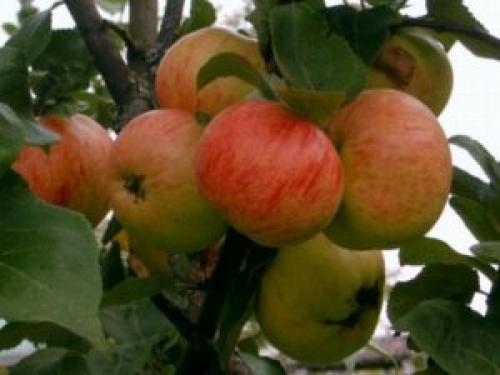 Сорт яблони коричная. Характеристика