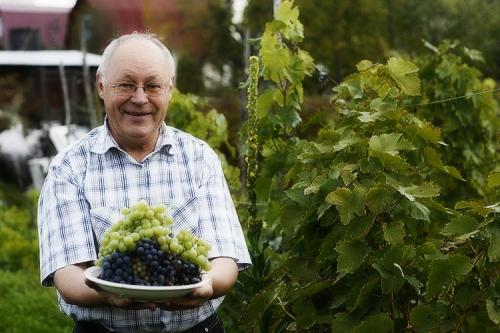 Как посадить виноград на даче. Секреты выращивания винограда на дачном участке