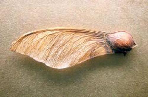 Какие условия необходимо создать для выращивания клена картинки из семян Какие условия необходимо создать для выращивания клена картинки из семян