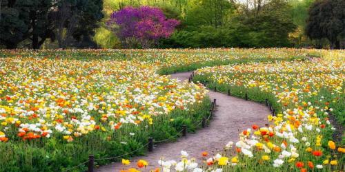 Как часто нужно срезать цветочную смесь для газона