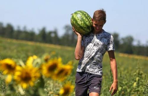Какие факторы могут повлиять на сохранность дынь при хранении дома