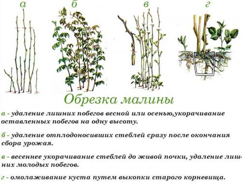 Как правильно обрезать малину осенью Как правильно обрезать малину осенью