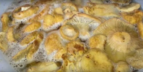 Как хранить маринованные толстушки Как хранить маринованные толстушки