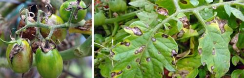 Какие факторы влияют на потребность томатов в удобрениях в августе