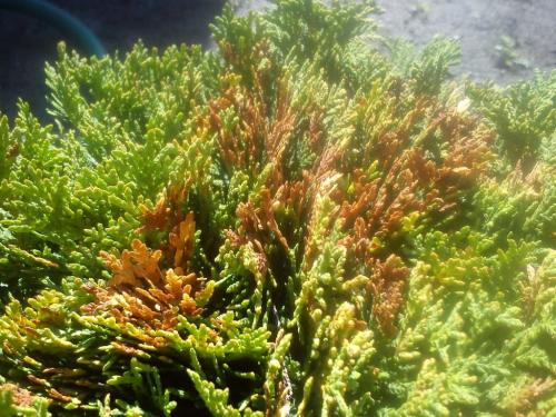 Какие симптомы могут указывать на поражение туи болезнями или вредителями