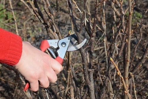 Какие меры предосторожности нужно принимать для защиты смородины от вредителей и болезней осенью