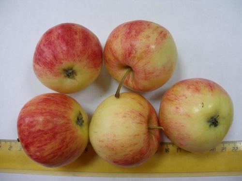 Яблоня Конфетное на полукарликовом подвое. Яблоня Конфетное. Описание